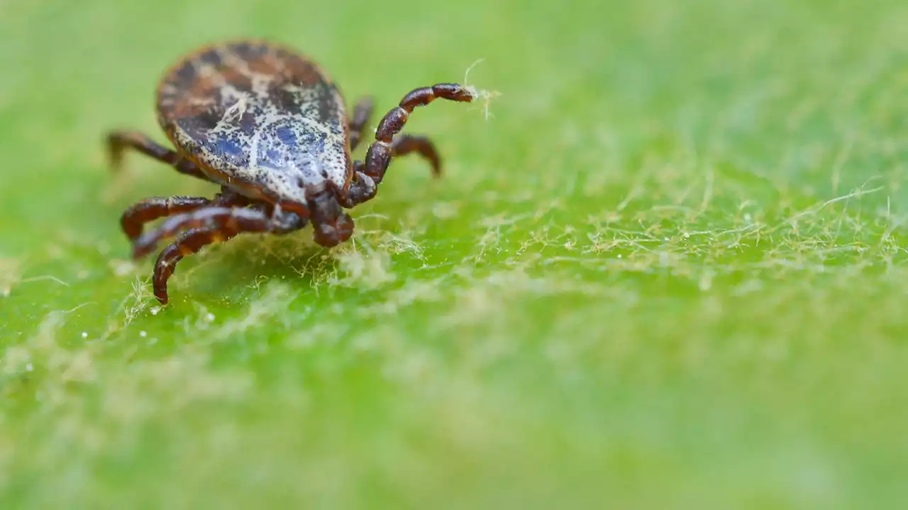 Erneut mehr Borreliose-Fälle in Berlin im Jahr 2021