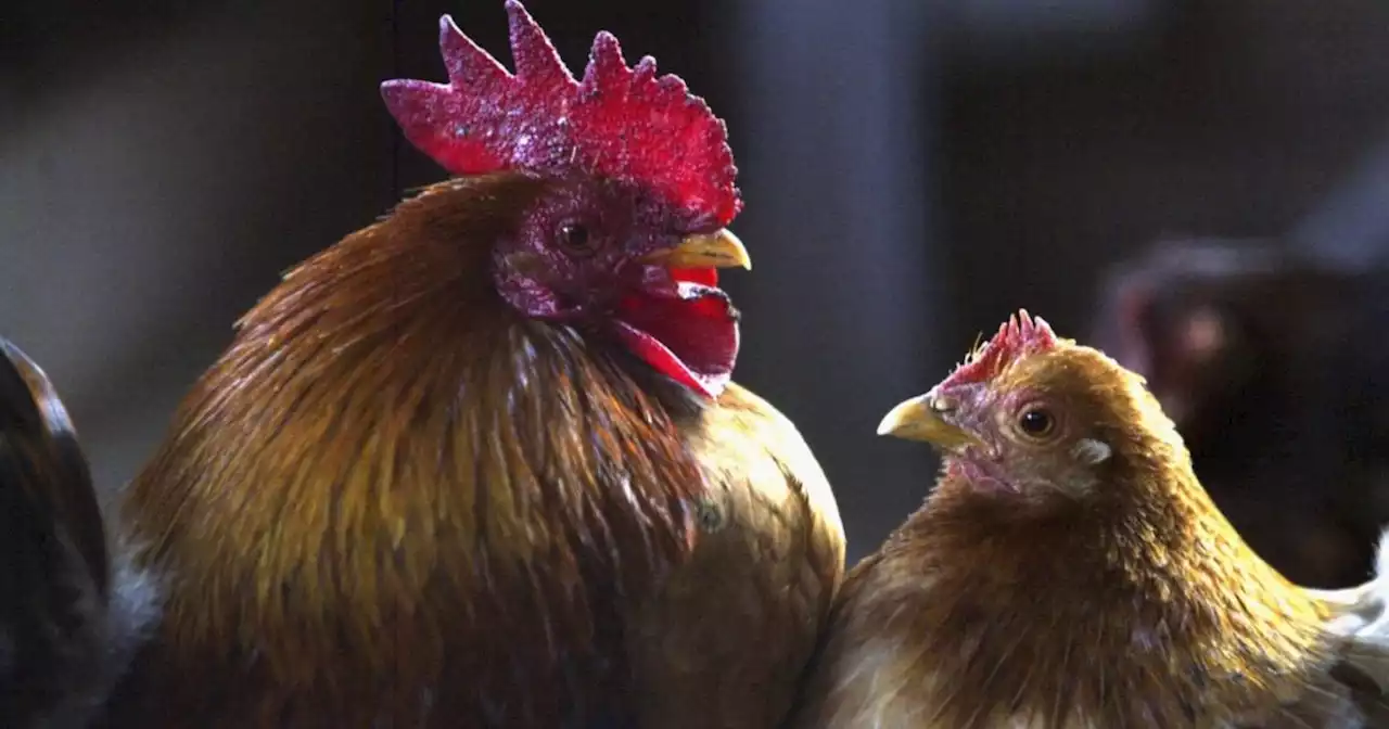 China reports rare human case of bird flu; health officials say it poses a low risk to others