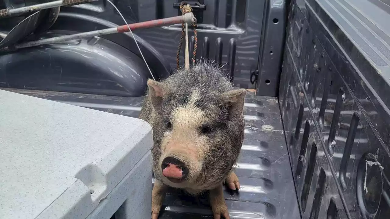 Family who lost their homes to the Tunnel Fire reunited with their potbelly pigs