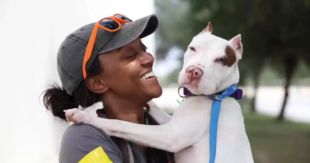 Sugar House animal shelter dropping pet adoption fees in May