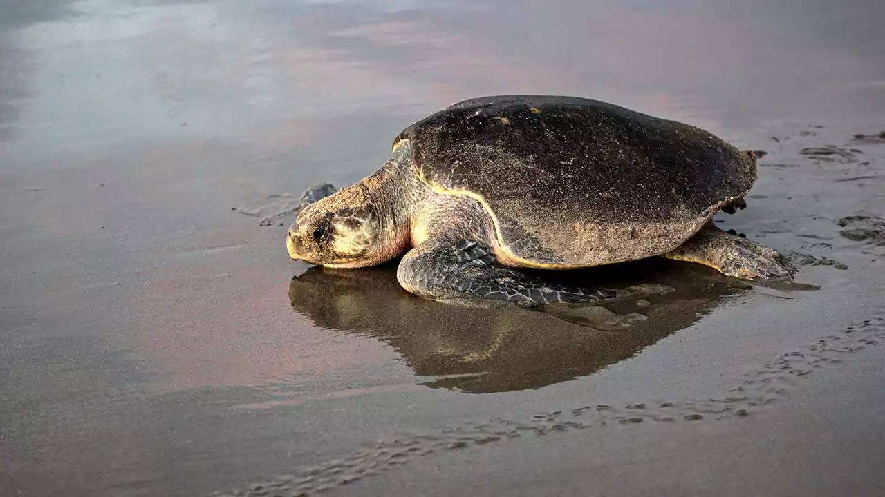 One-fifth of reptiles face risk of extinction, new report finds