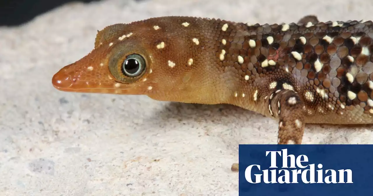 One in five reptiles faces extinction in what would be a ‘devastating’ blow