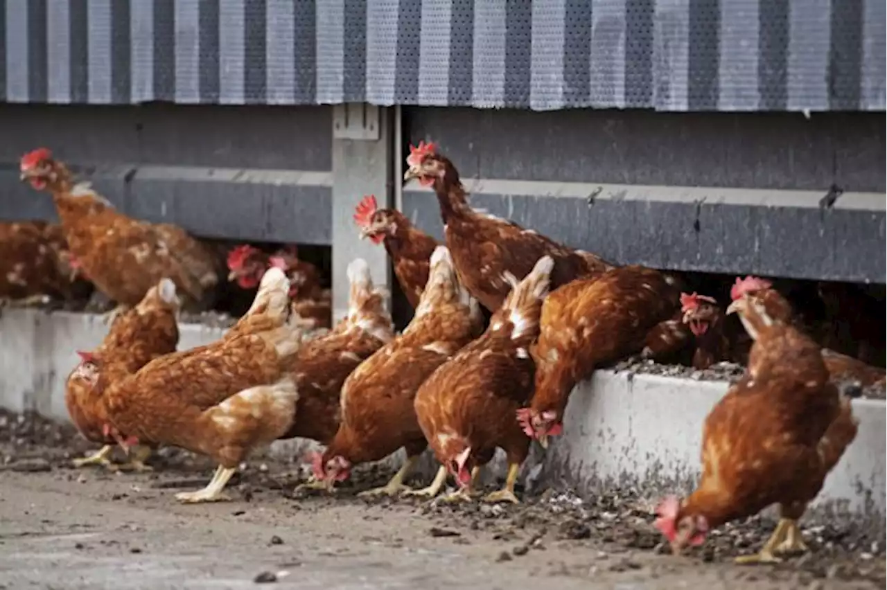 Human to human transmission of bird flu very rare, says expert