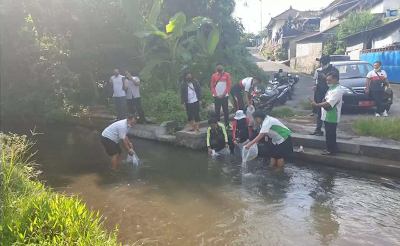 Sungai di Desa Mandung Klungkung Ditebar Ribuan Ikan, Boleh Dipancing