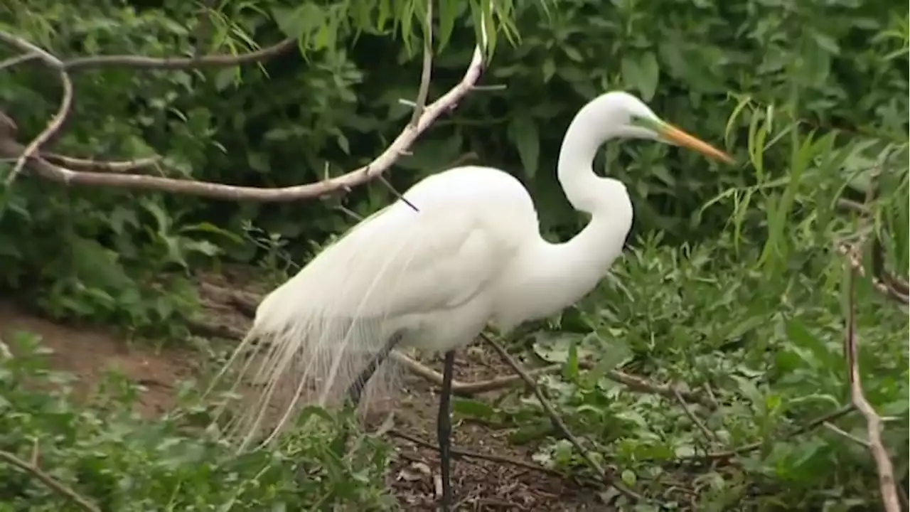 Birding in Texas: Thousands flock to view more than 300 species of birds