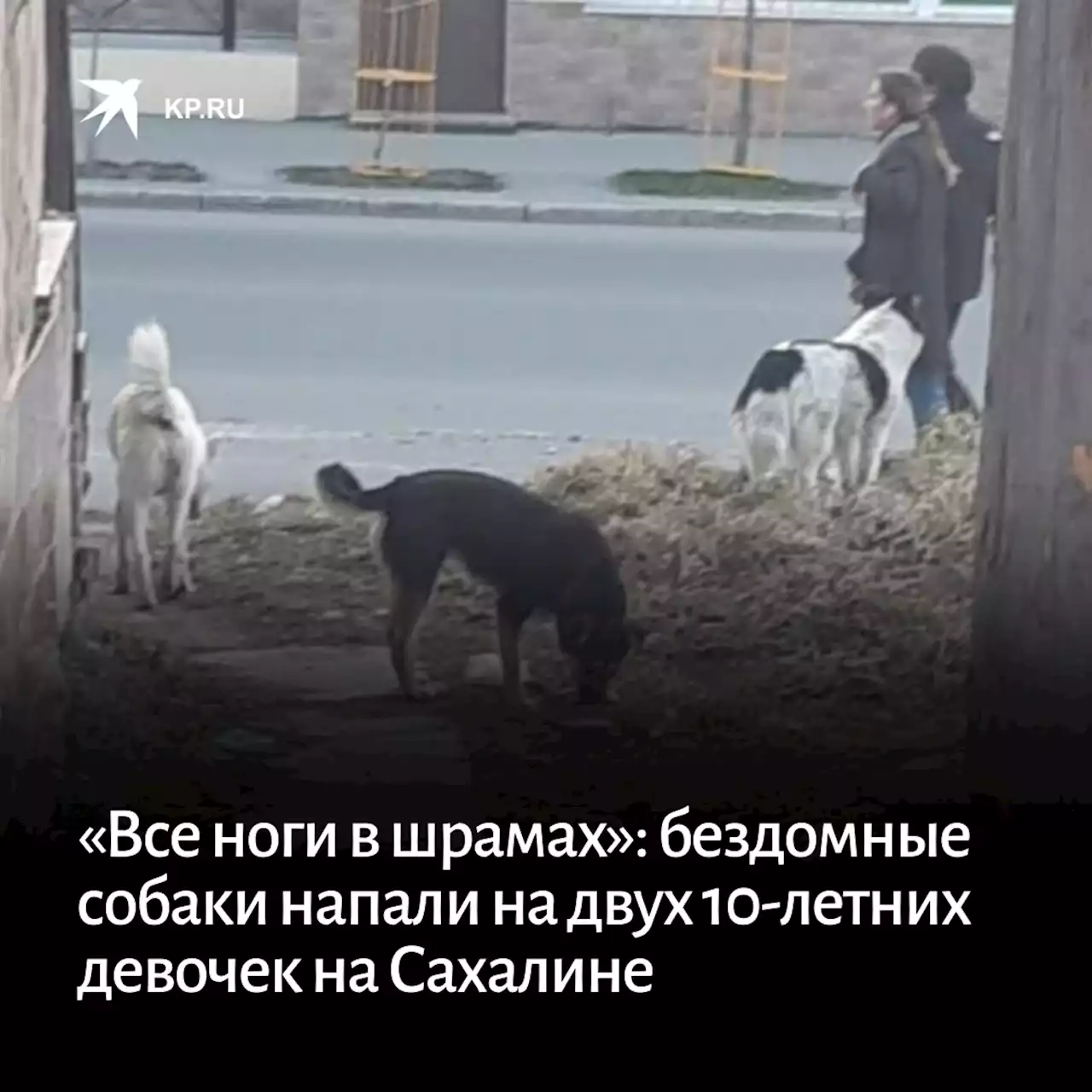 «Все ноги в шрамах»: бездомные собаки напали на двух 10-летних девочек на Сахалине