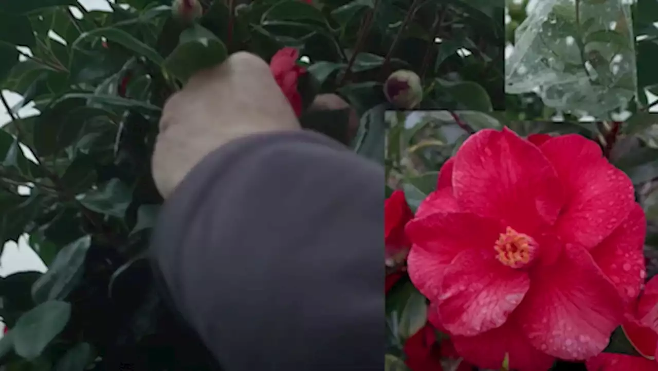 Chanel offers ode to camellia flower, nature in new vignette