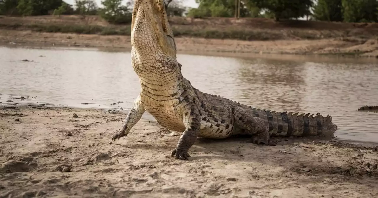 Over 21pc of reptile species at risk of extinction | Malay Mail