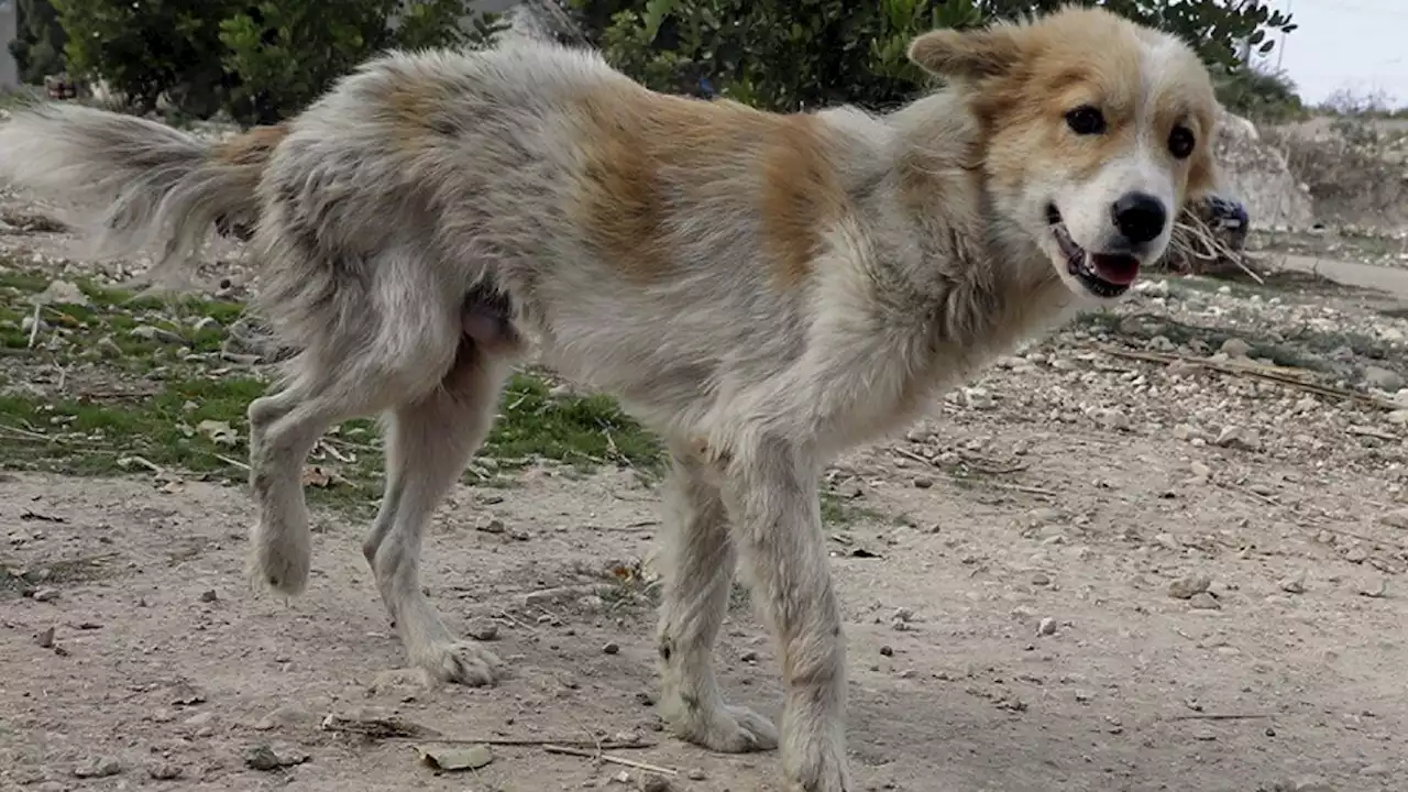 Convocan a una marcha en el Obelisco por el Día animal: exigen que las autoridades cumplan con las castraciones gratuitas