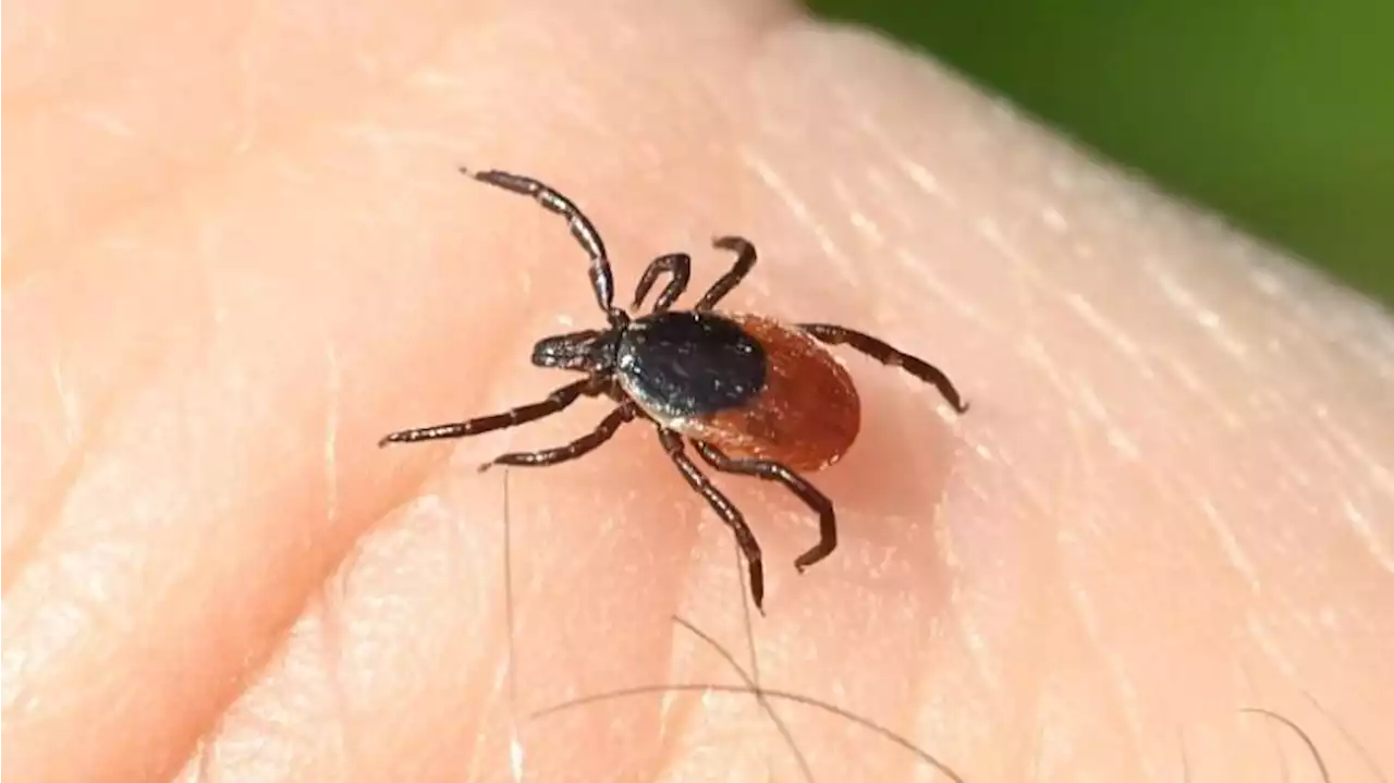 Zecken: Zahl der Borreliose-Fälle in Berlin gestiegen