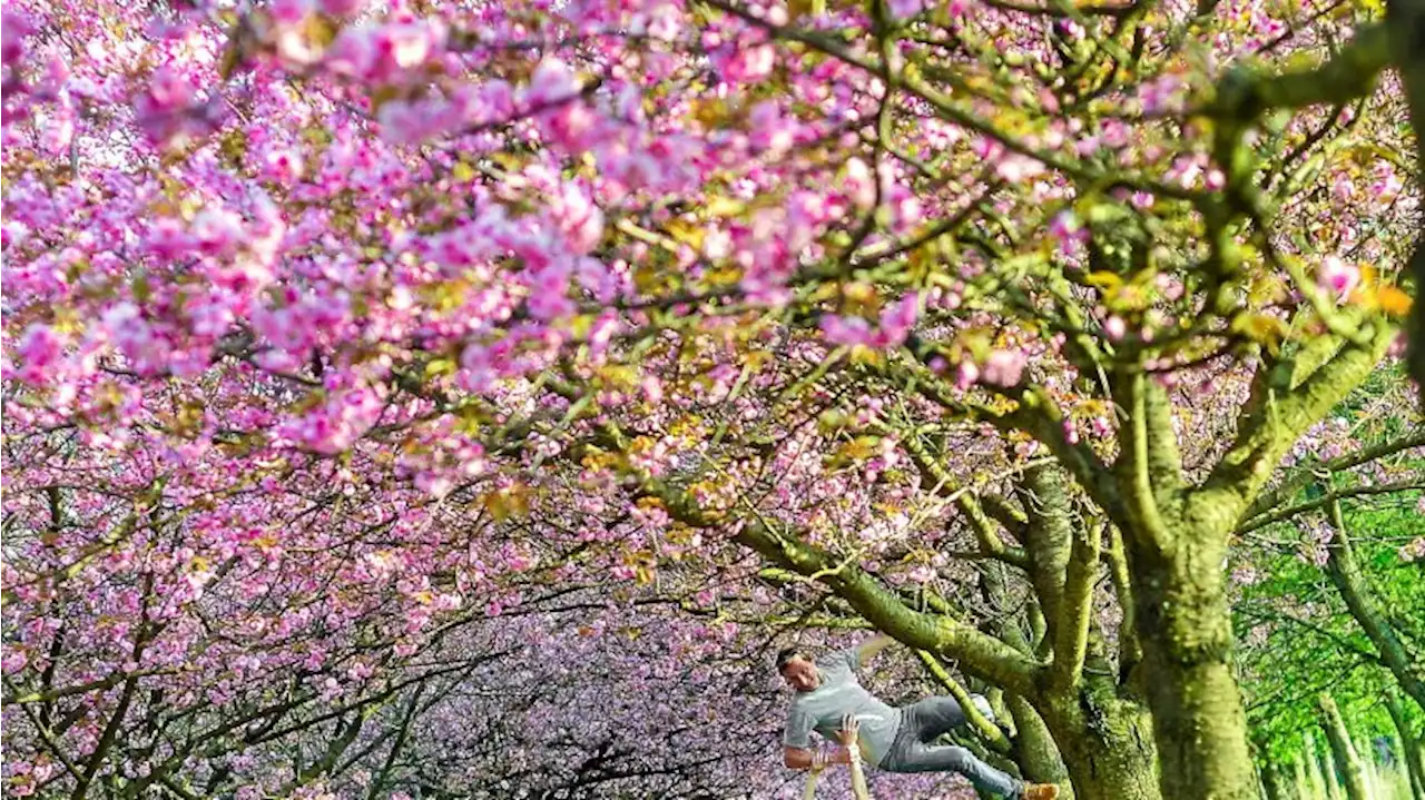 Zu zart für Berlin? Warum Japans Kirschen in Pankow sterben