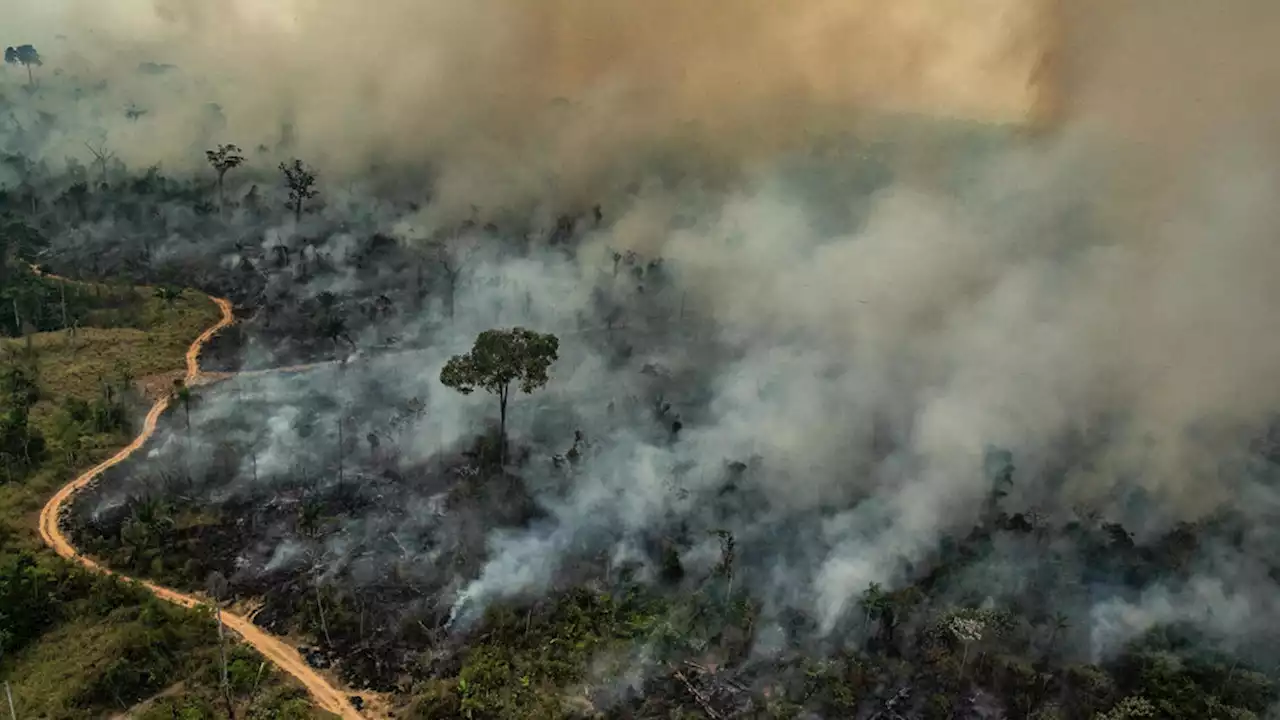 La sobreexplotación de los suelos amenaza la 'supervivencia' humana, advirtió la ONU | 'El 1% de las empresas agroalimentarias controlan el 70% de las tierras agrícolas mundiales', destacó el informe del organismo