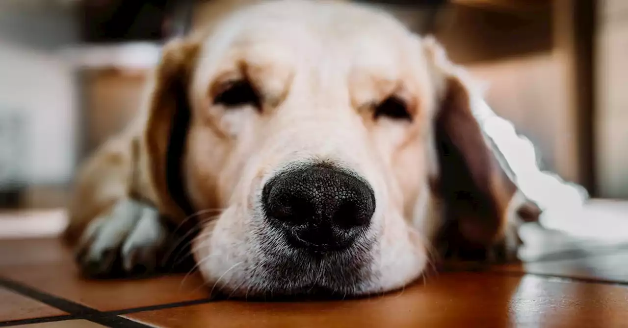 Do Dogs Actually Have Two Noses?