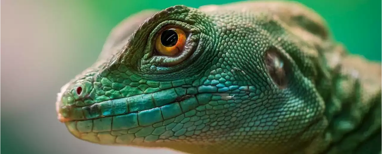 Over 20% of Reptile Species Are Now at Risk of Extinction, Scientists Warn