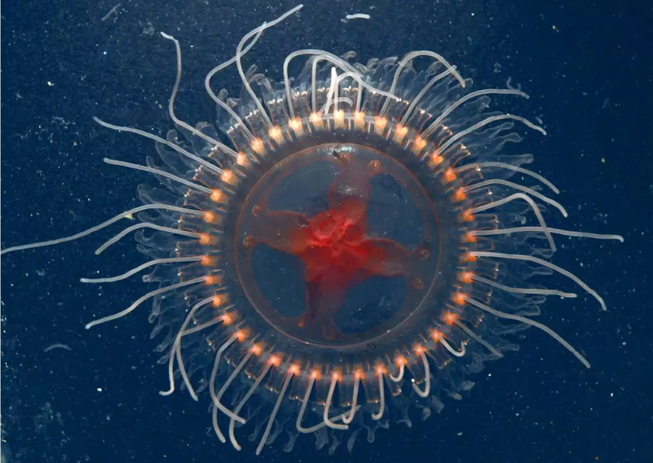 New Species of Deep-Sea Crown Jelly Discovered in Pacific Ocean | Sci-News.com