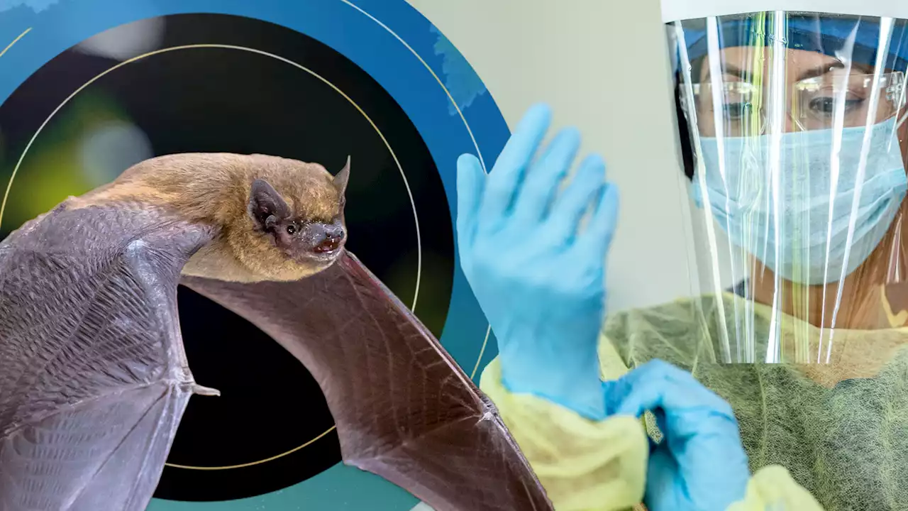 Thousands of new virus transmissions from bats projected due to climate change, scientists forecast