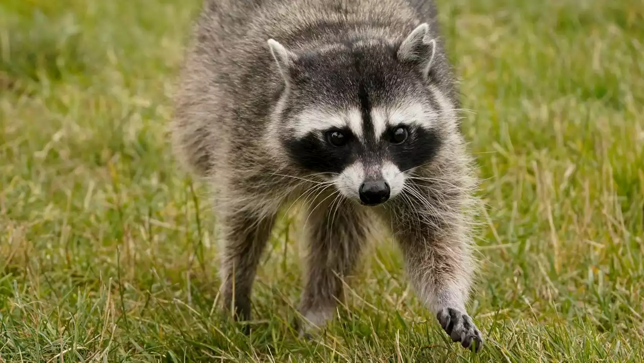 3 UT students bitten by a raccoon on campus