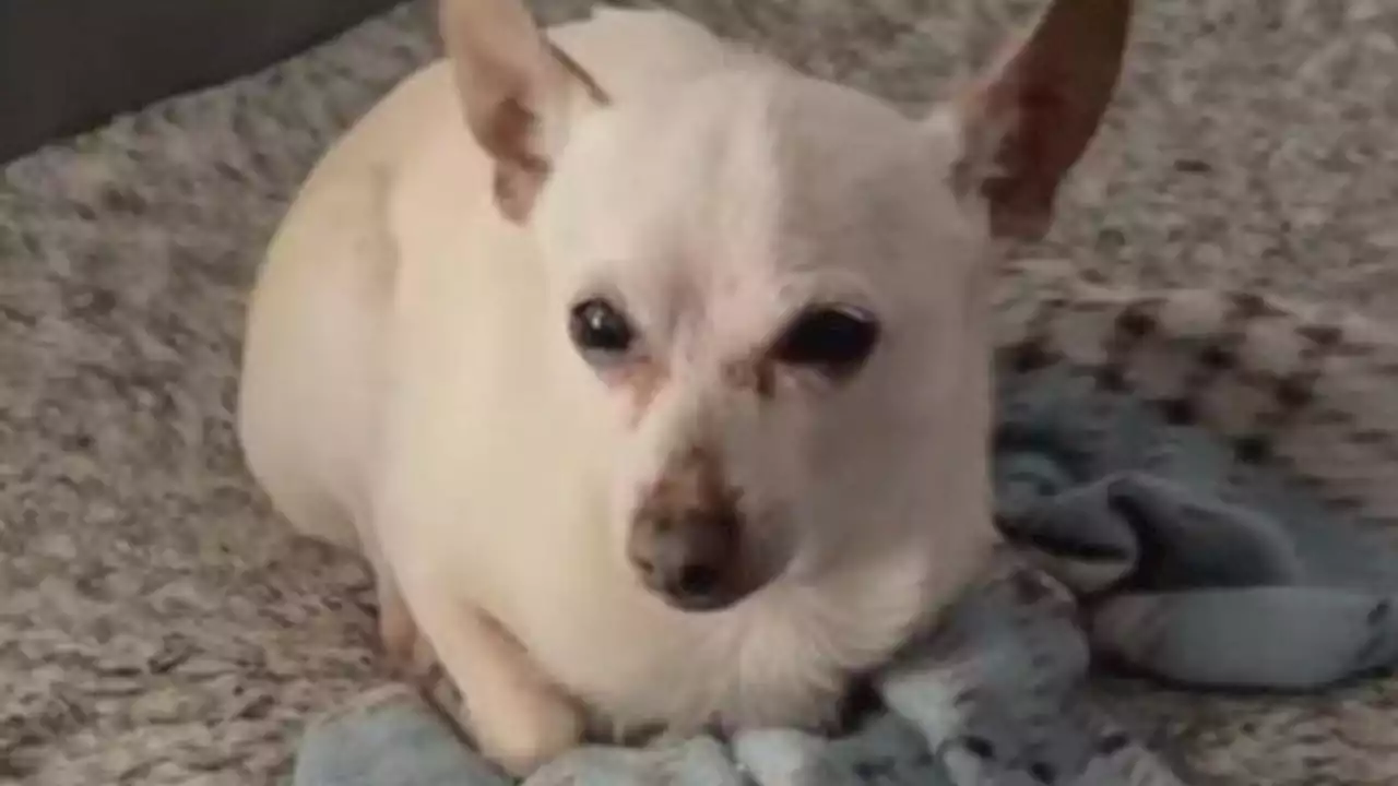 El perro más viejo del mundo es un chihuahua y vive en Florida