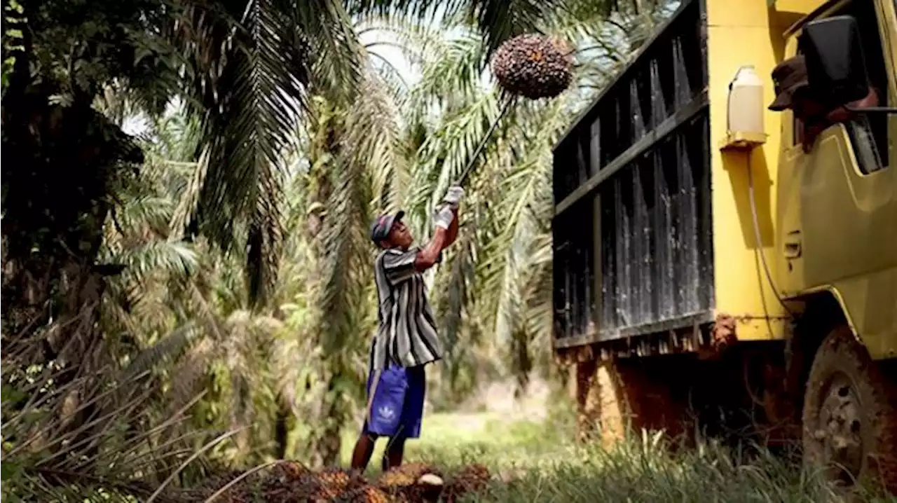 TBS Sawit di Sumut Rp 1.555 Kilogram, Petani: Harga Bisa Anjlok Lagi