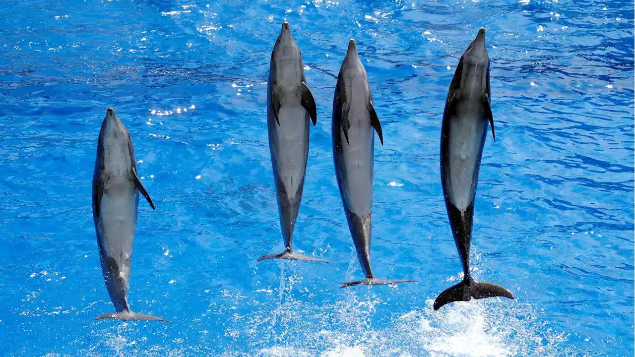 Putin Deploys Top-Secret Attack Dolphins in War on Ukraine