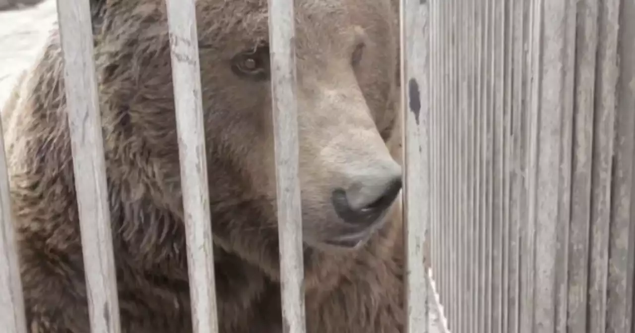 Mariupol Zoo animals caught in the crossfire of war