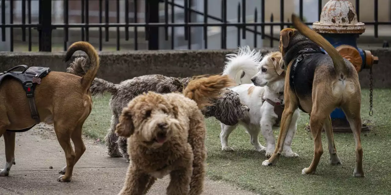 Your Dog’s Personality Isn’t Dictated by Breed, Study Says