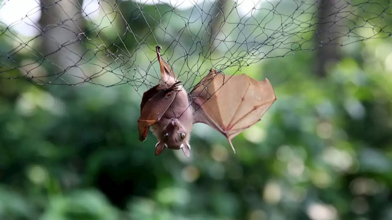 Climate change could increase risk of infectious disease transmission across species, scientists say