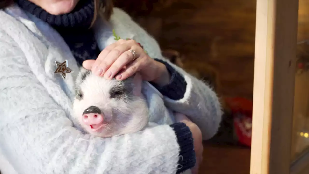 Want a pet pig? League City City Council is considering an ordinance update to allow them indoors