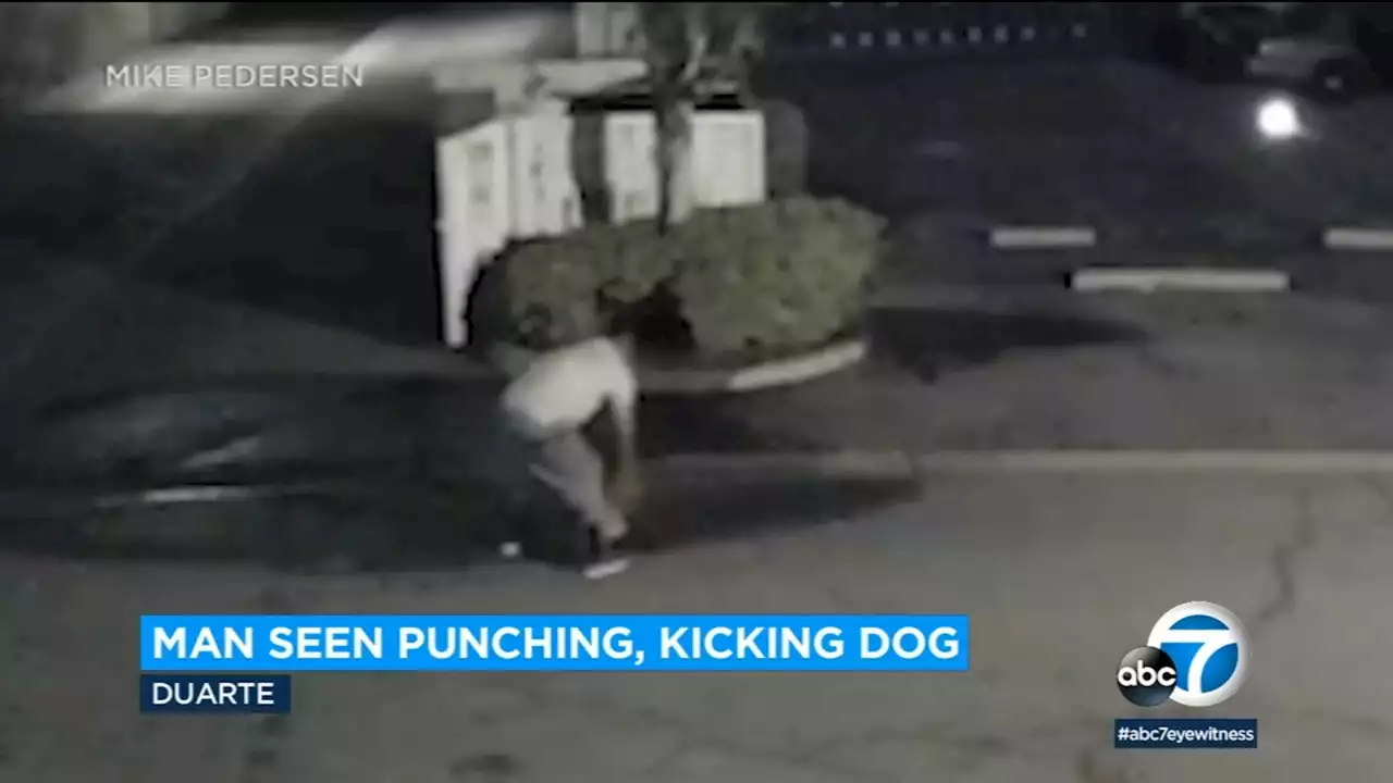 Man caught on video kicking and punching dog repeatedly for 15 minutes in Duarte