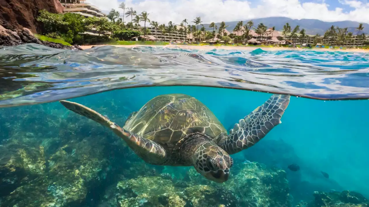 The Sheraton Maui Resort uncovers a sacred part of Hawaiian history