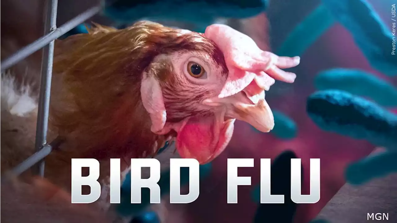 1st human case of H5 bird flu in US reported in Colo.; risk to public remains low