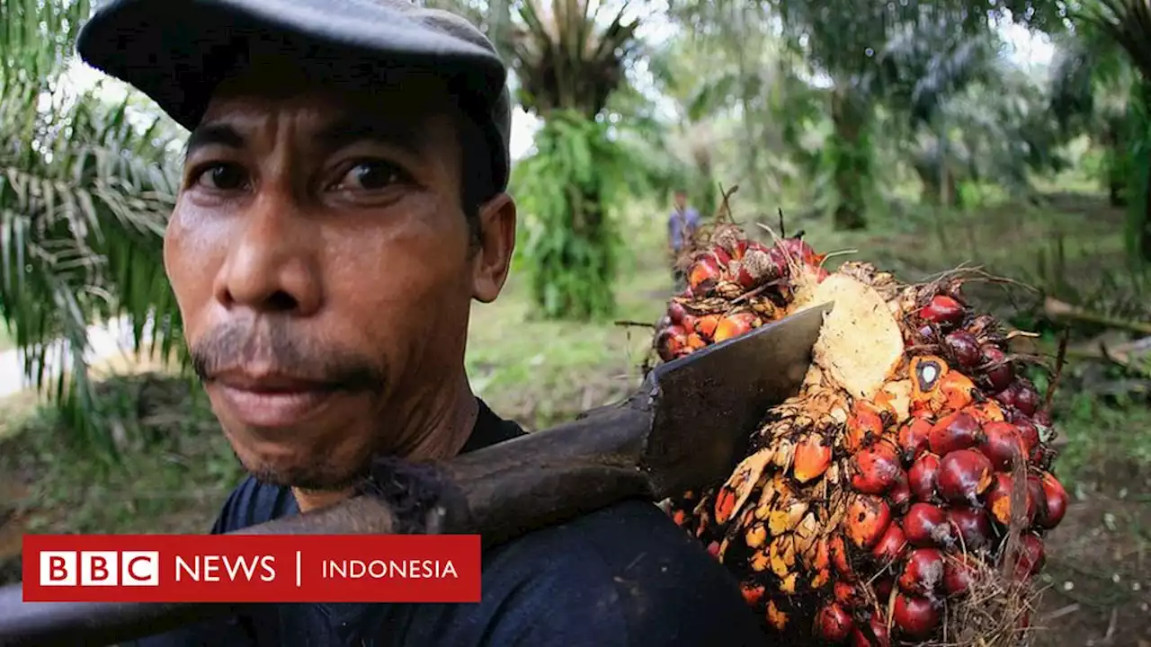 Larangan ekspor CPO Indonesia bikin India kelimpungan, Malaysia kebanjiran permintaan - BBC News Indonesia