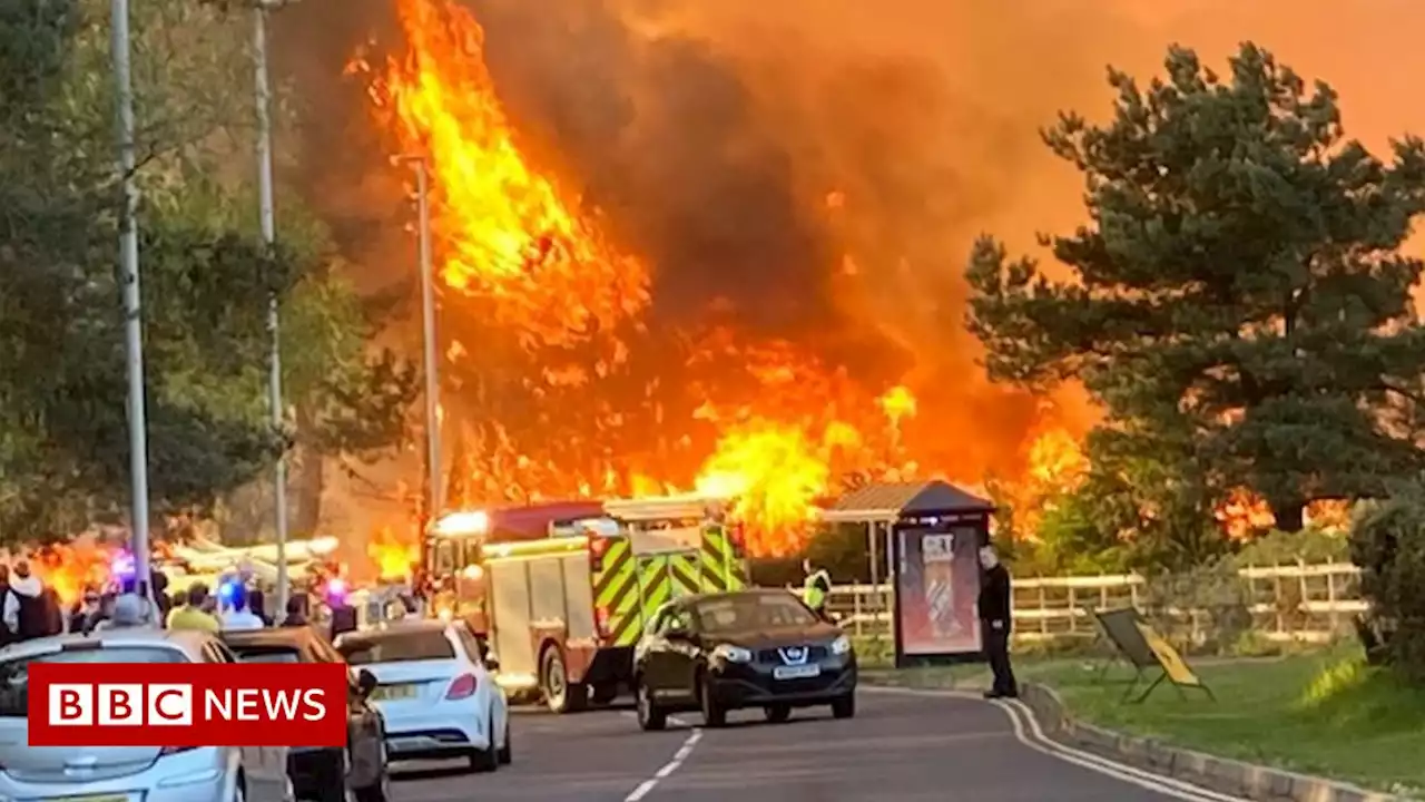 Canford Heath fire: Snakes and lizards found dead