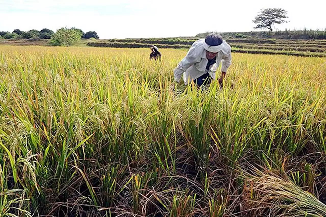 Agriculture programs get exemption from election spending ban - BusinessWorld Online