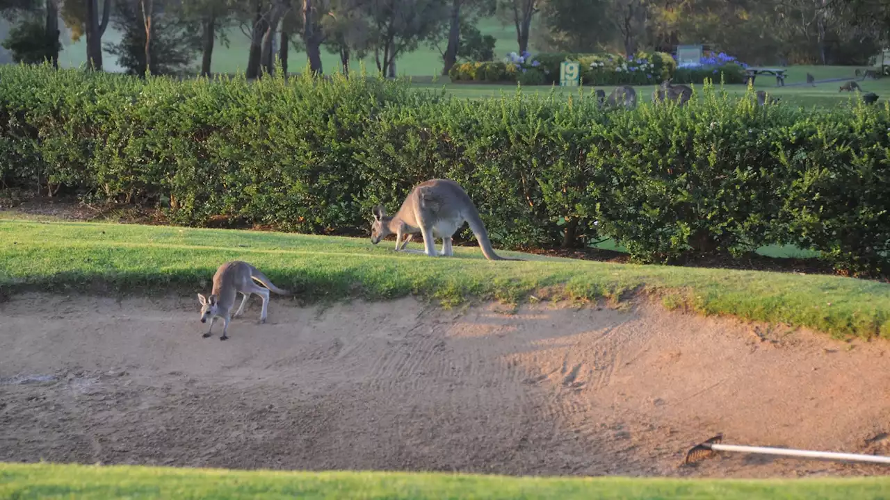 Känguru prügelt Golferin ins Krankenhaus