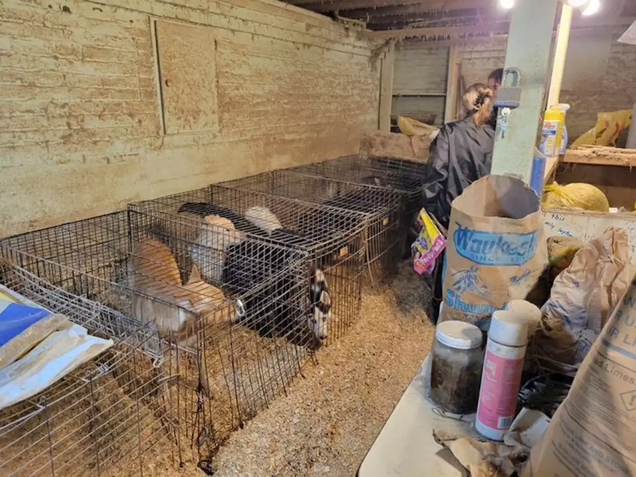 ‘Hell on earth’ situation: 17 dogs rescued from Richland County home