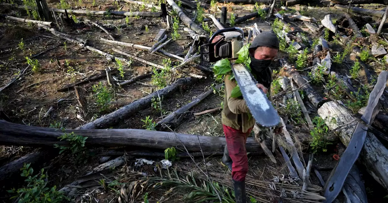 Rampant Tropical Forest Loss Belies COP26 Deforestation Pledge: Report