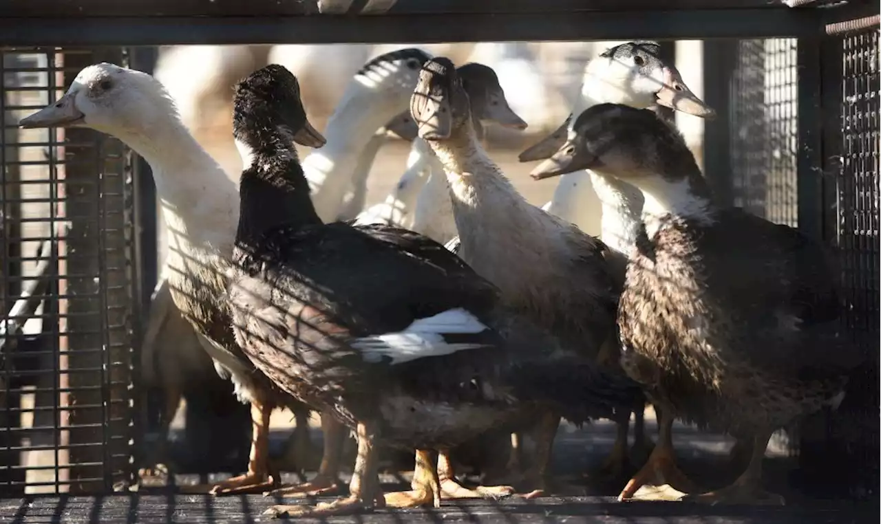 Colorado confirms first human case of avian flu in U.S., but health officials say risk is low