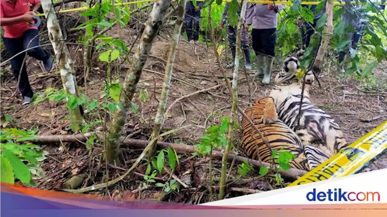 2 Tersangka Bikin 3 Harimau Mati di Aceh Timur Terancam 5 Tahun Bui