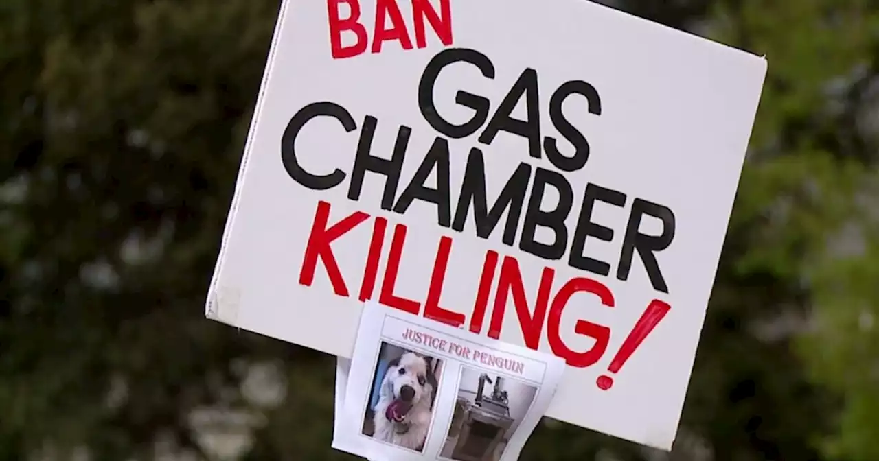 Protest calls to ban gas chambers at Utah animal shelter