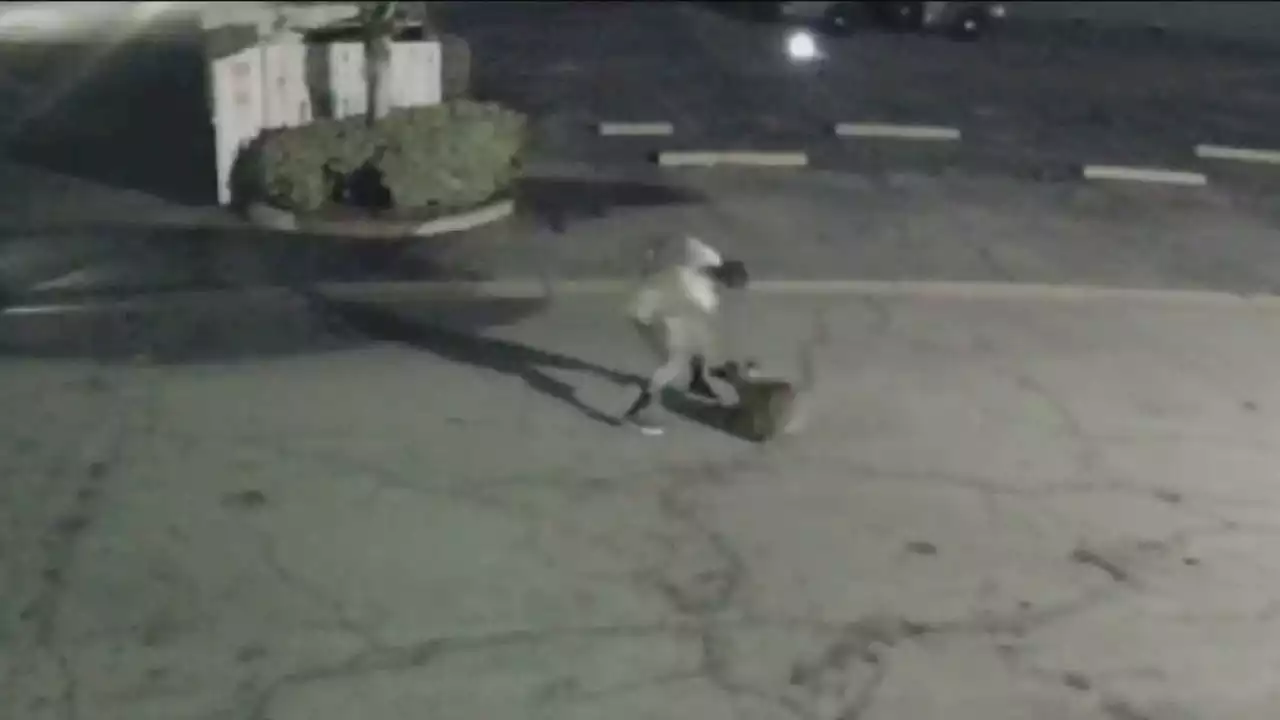 Man caught on camera beating dog in Duarte