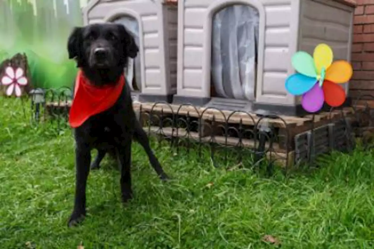 La raza de los perros no determina su comportamiento, según un estudio