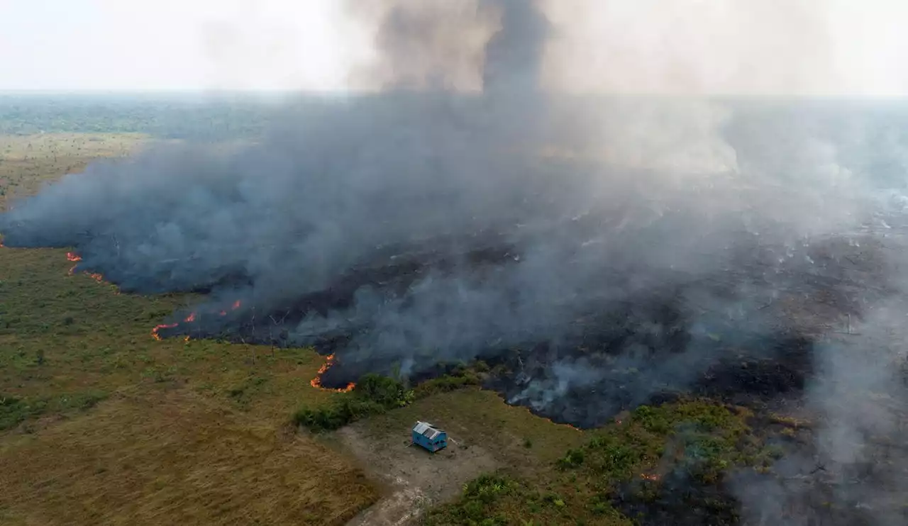 10 football pitches of pristine rainforest lost per minute in 2021