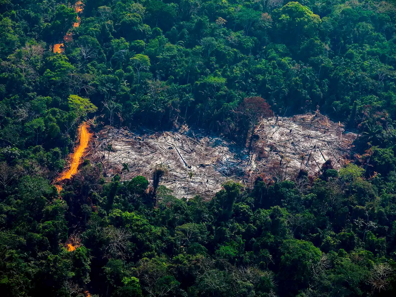 World lost tropical forest at rate of 30 Central Parks every day in 2021