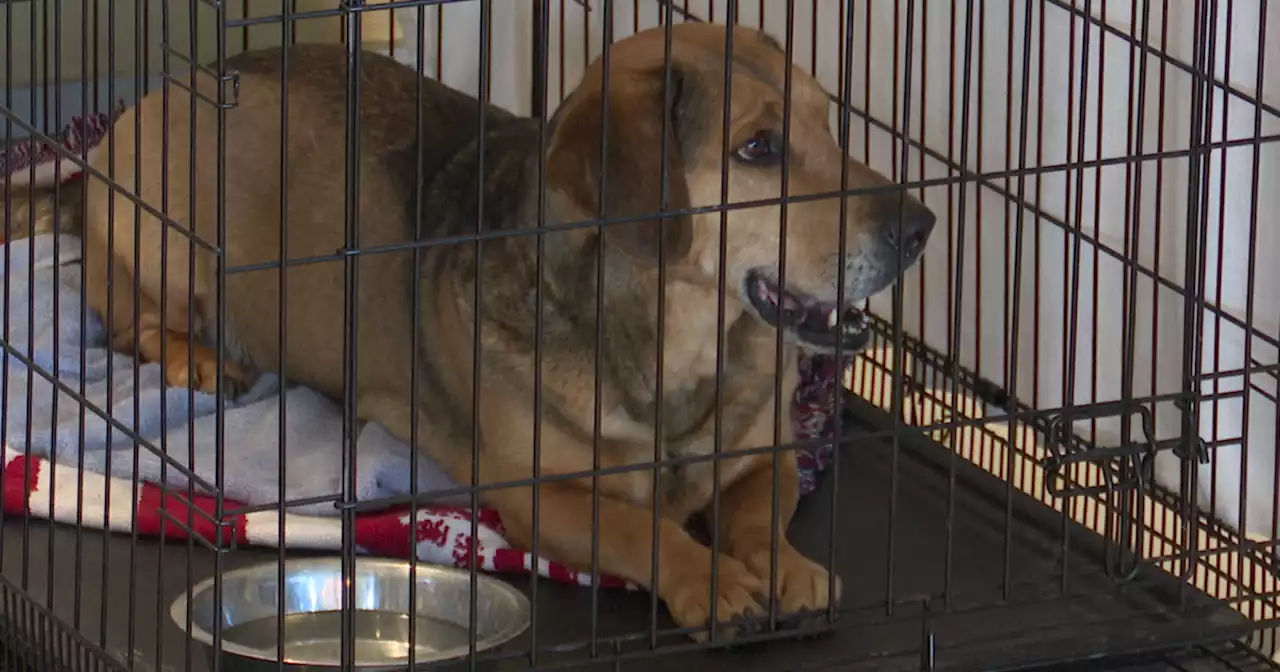 PACC resumes dog intake after dog who died tests negative for 'Strep zoo'