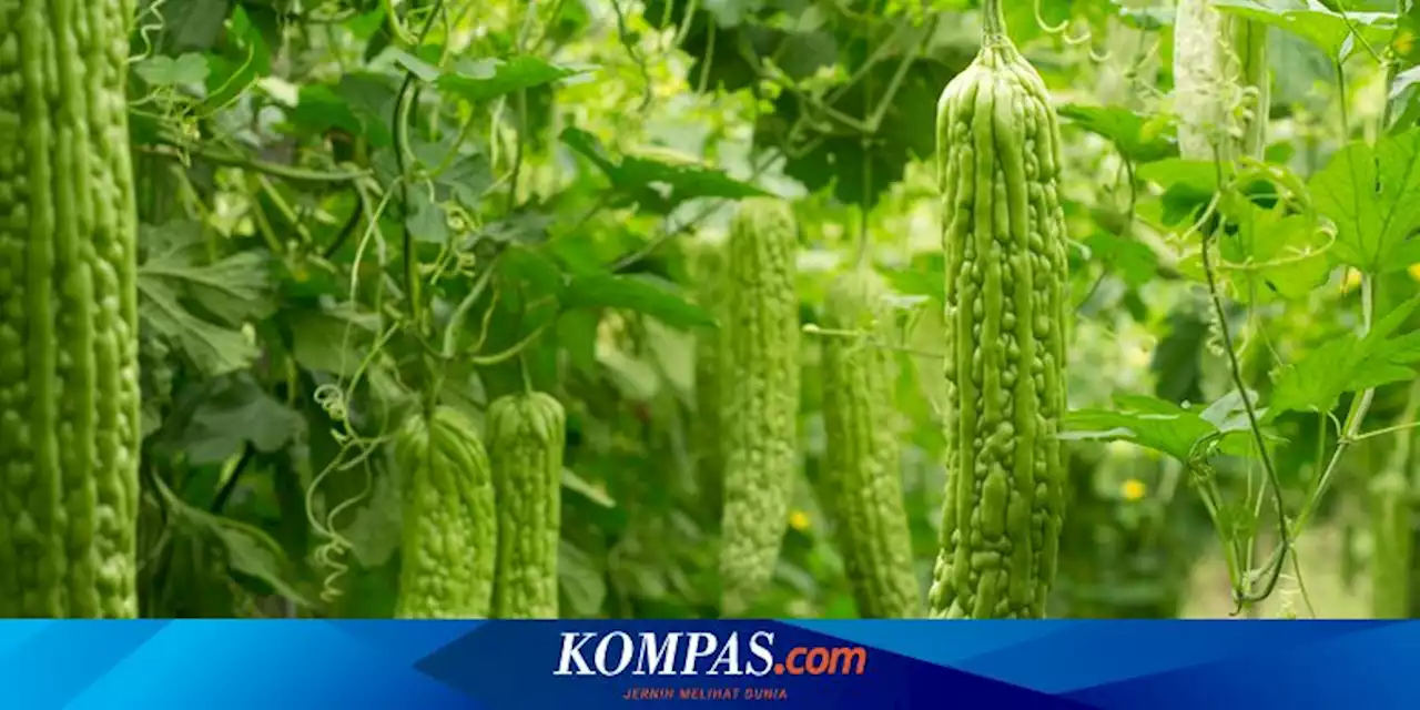 Cara Mengendalikan Lalat Buah, Penyebab Buah Pare Rontok Sebelum Masak