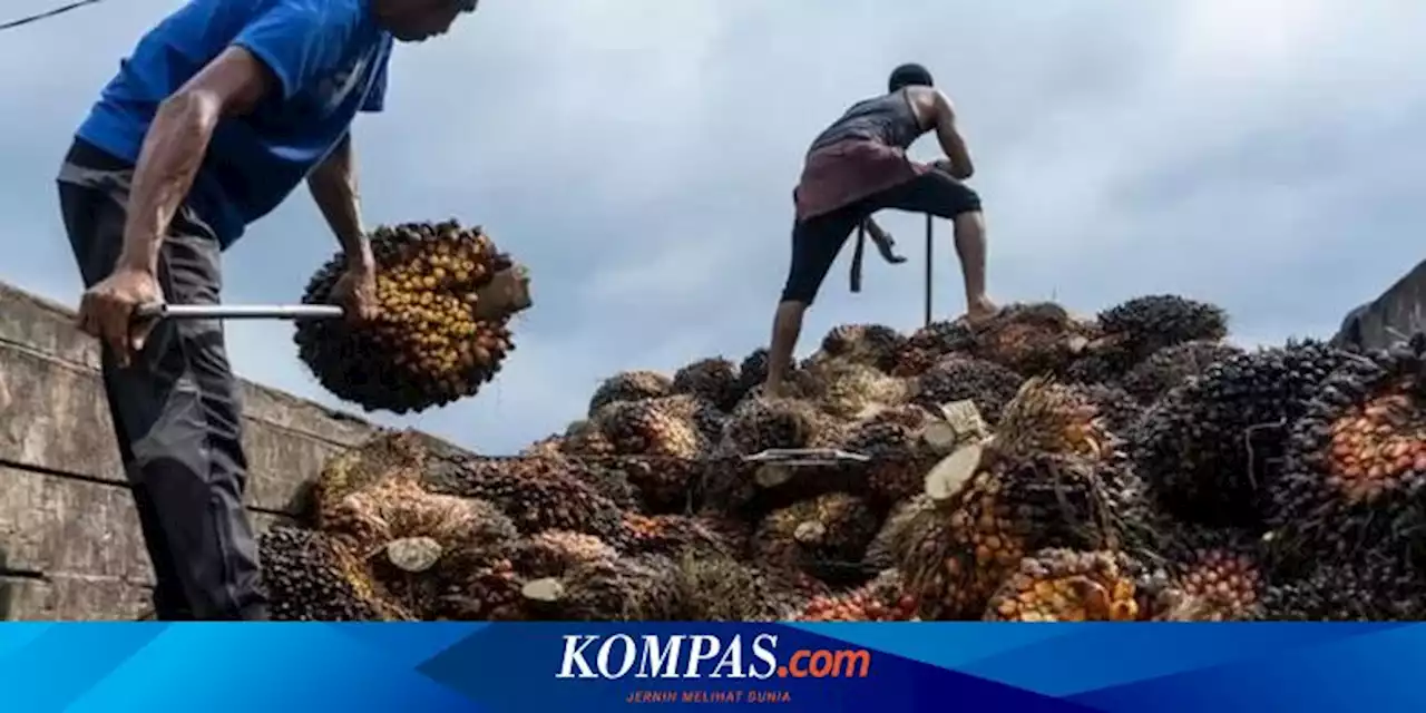 Indonesia Larang Ekspor CPO, India Kelimpungan, Malaysia Banjir Pesanan