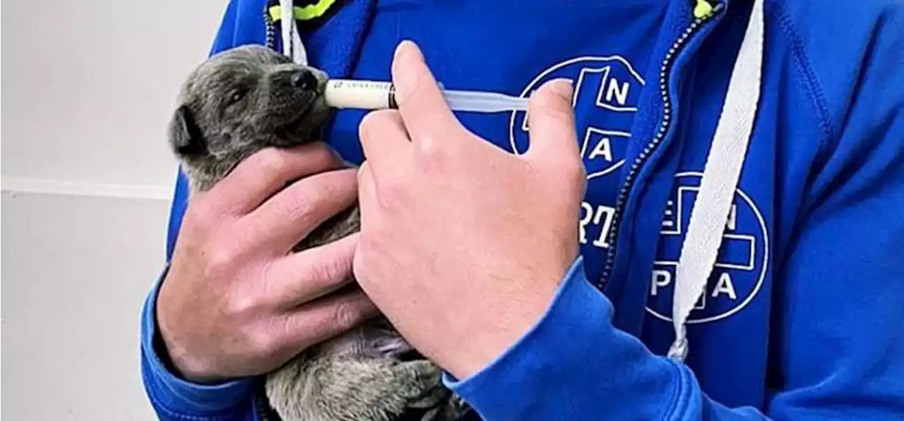 Cinque cuccioli di cane gettati nella spazzatura a Foggia, due sono morti