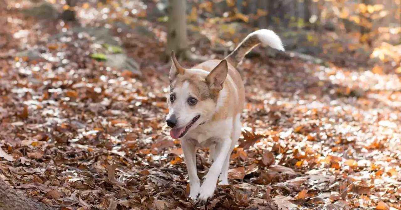 Genetic study throws stereotypes about dog breeds to the … you know