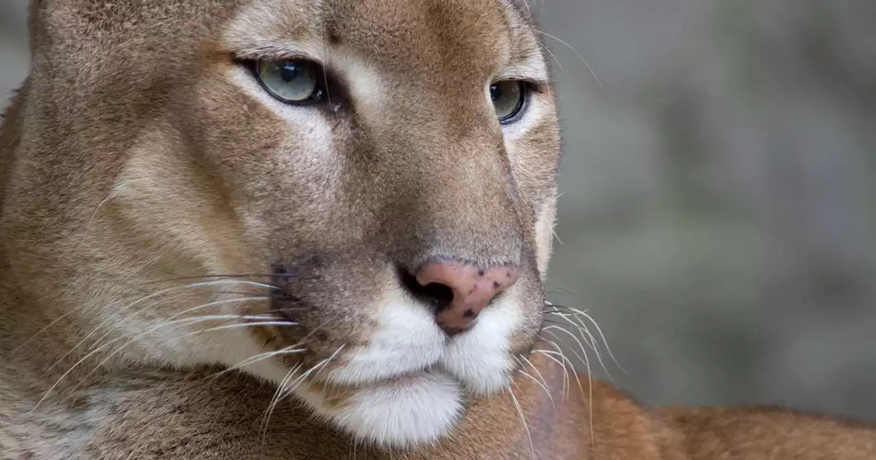 Pumas vs. ovejas: un proyecto busca saldar un viejo conflicto cordobés | Ciudadanos | La Voz del Interior